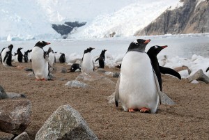 Tierra del fuego