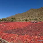 northwest- argentina